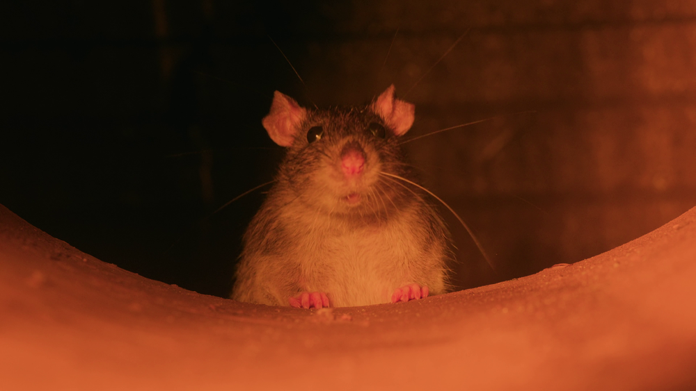 Q&A: Rodent post image